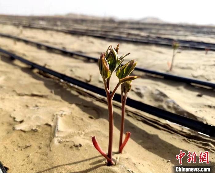 新疆构建沙漠锁边绿色防护带 从“锁边绿化”到“产业造血”