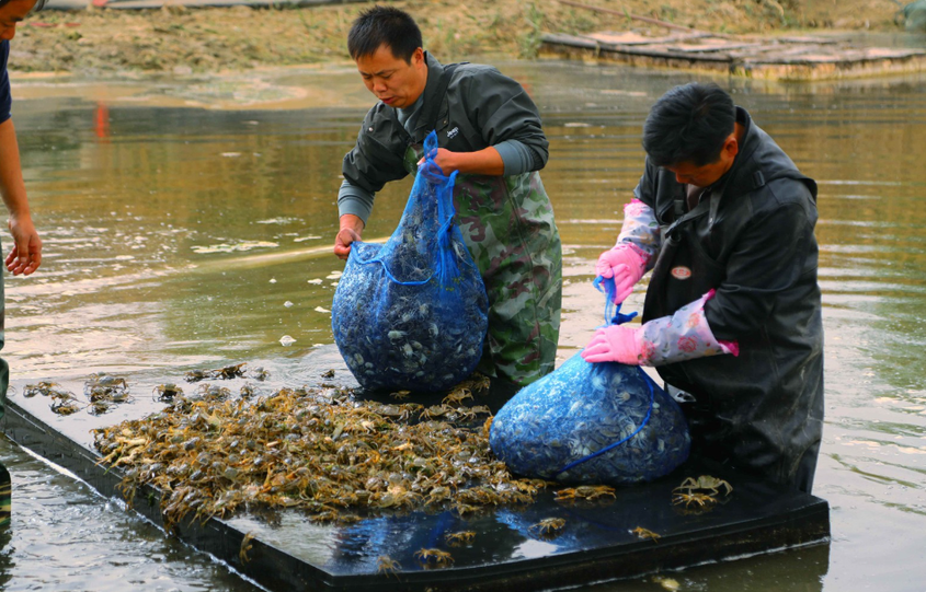浙江蟹苗入塘 开启特色养殖新篇章