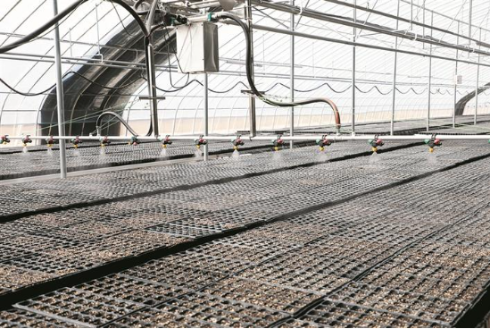 新疆兵团首次采用快速育苗技术培育胡杨幼苗