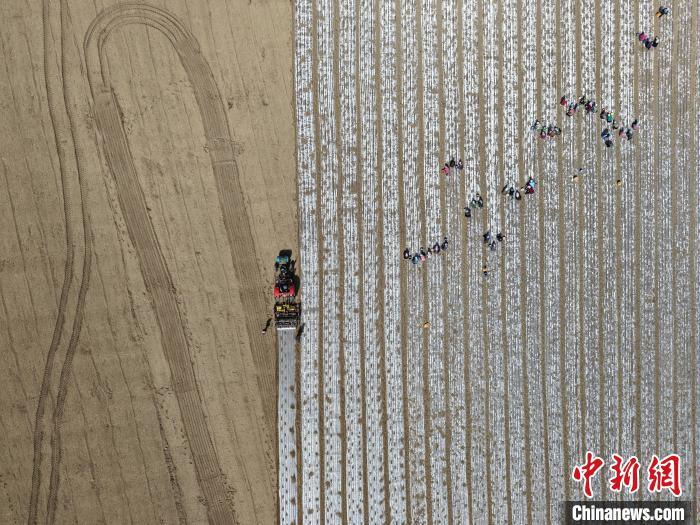 机械化种植大蒜让新疆农户省心省力