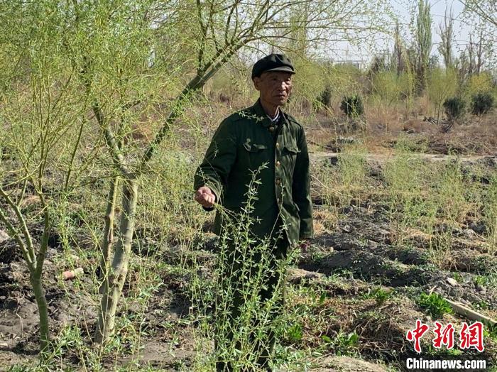 八旬退伍老兵王成帮：用半生光阴为城市披绿装