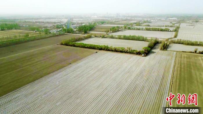 新疆棉花种植实现逾99%机械化播种