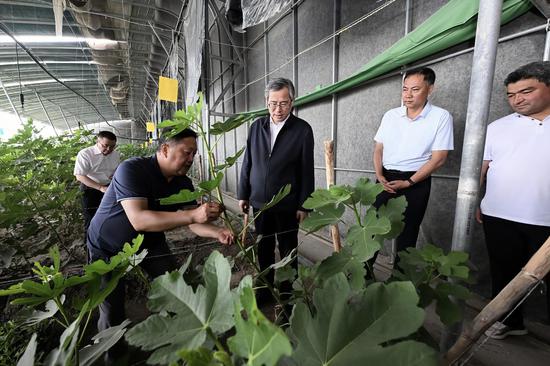 5月14日,自治区党委副书记、兵团党委书记、政委何忠友在草湖项目区调研。这是何忠友走进设施大棚,调研无花果种植以及助力群众增收情况。兵团日报全媒体记者 张鑫 摄 5月14日,自治区党委副书记、兵团党委书记、政委何忠友在草湖项目区调研。这是何忠友走进设施大棚,调研无花果种植以及助力群众增收情况。兵团日报全媒体记者 张鑫 摄