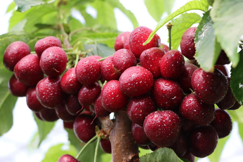 新鲜上市！二十九团“大樱桃”进入采摘季