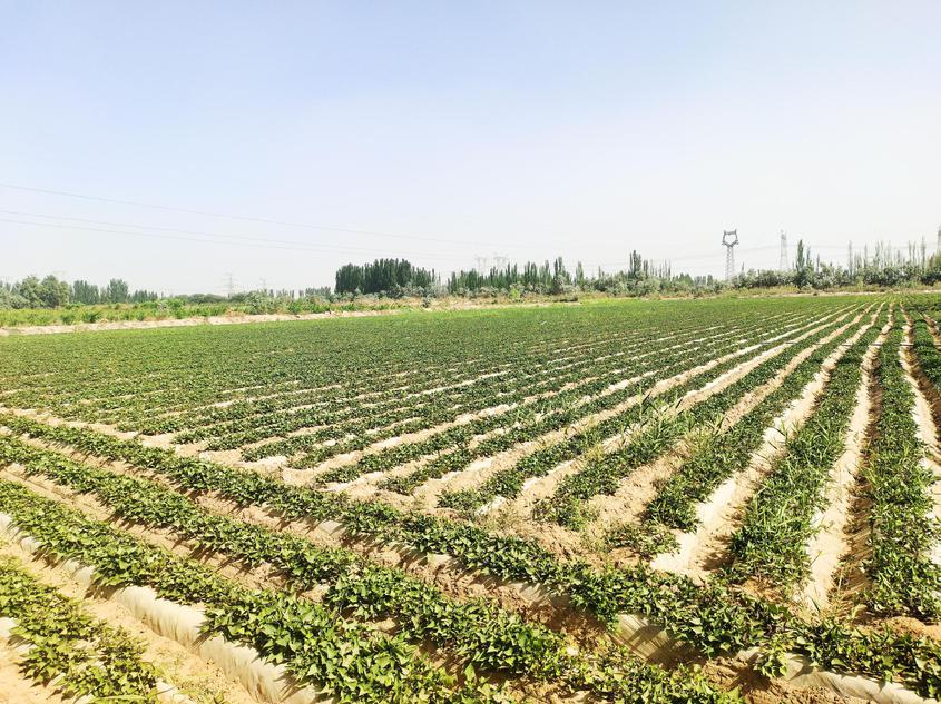 六团十连：“薯”写特色农业致富篇