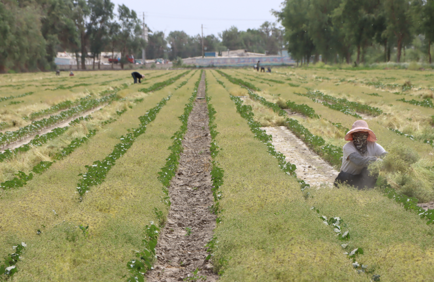 铁门关：40余万亩孜然飘香致富路
