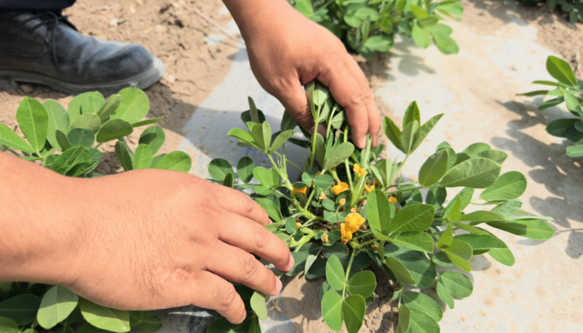 小花生带动大产业：八师一四九团1.8万亩花生进入开花下针期