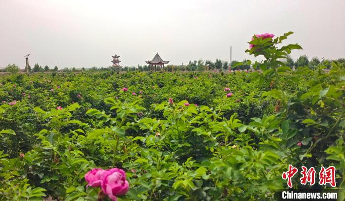 新疆兵团：绘就绿富同兴乡村振兴新图景