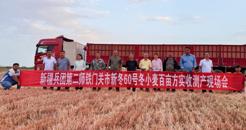 728.8公斤！新疆铁门关市冬小麦亩产创新高