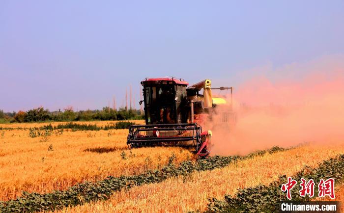 新疆兵团：“麦棉 西瓜”高效种植模式奏响致富曲