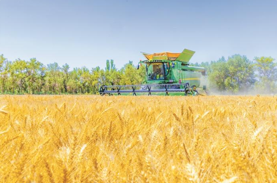 7月3日,二师三〇团一片麦田里,一台联合收割机正在收割小麦。当前,二师铁门关市17.2万亩小麦陆续成熟,该师市积极组织人力、机械做好采收工作,确保颗粒归仓。兵团日报常驻记者 李嘉成 摄 7月3日,二师三〇团一片麦田里,一台联合收割机正在收割小麦。当前,二师铁门关市17.2万亩小麦陆续成熟,该师市积极组织人力、机械做好采收工作,确保颗粒归仓。兵团日报常驻记者 李嘉成 摄