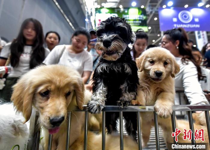 萌宠“聚集”新疆首届宠物博览会 萌宠“聚集”新疆首届宠物博览会