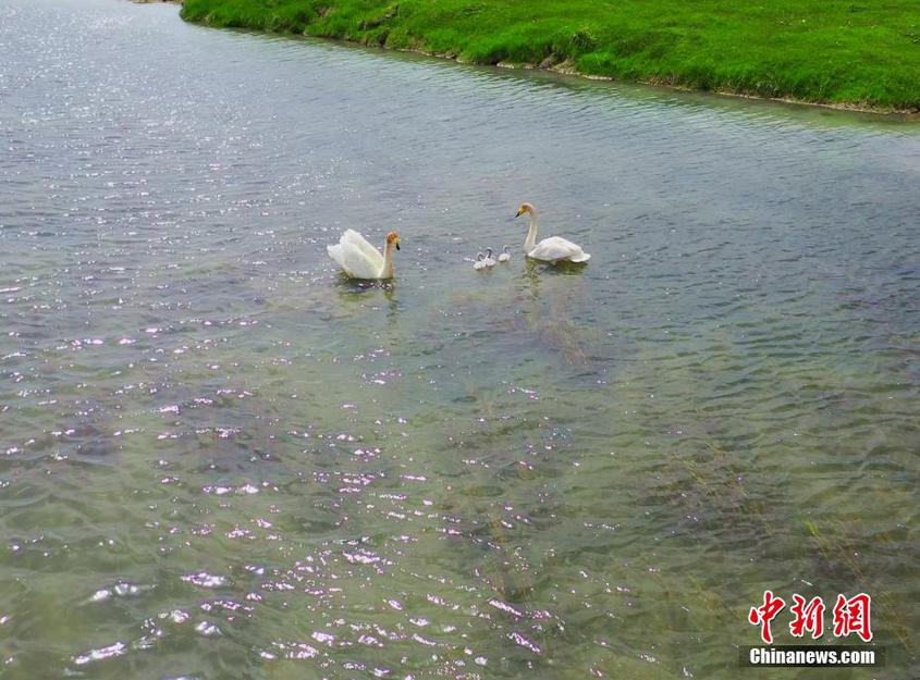 新疆巴音布鲁克野生天鹅进入育雏季 新疆巴音布鲁克野生天鹅进入育雏季