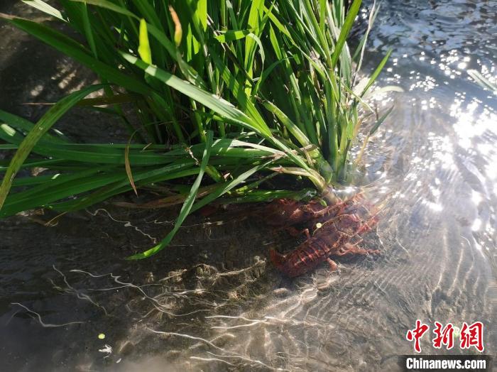 新疆兵团：生态循环农业走出乡村振兴新“稻”路