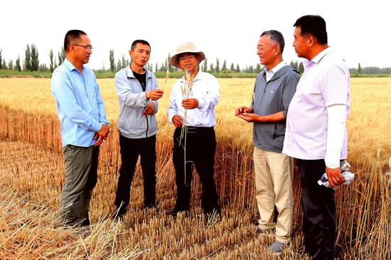 6月18日，新疆农垦科学院组织专家组对一师七团实施的南疆冬小麦 复播玉米均衡高产“两吨粮田”关键技术研究与示范创建的冬小麦高产示范田进行实收测产，单产达到811.49公斤。淮振杰 摄