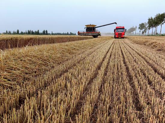 一师七团冬小麦高产示范田。 淮振杰 摄