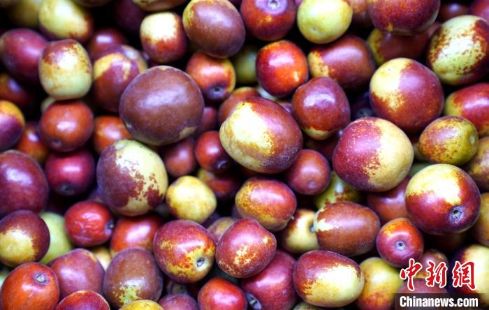 新疆冬枣上市 变富民“金果子”