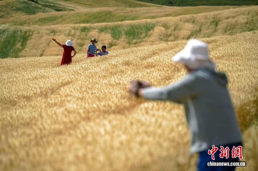 新疆奇台县江布拉克景区万亩金色麦田吸引游客 新疆奇台县江布拉克景区万亩金色麦田吸引游客