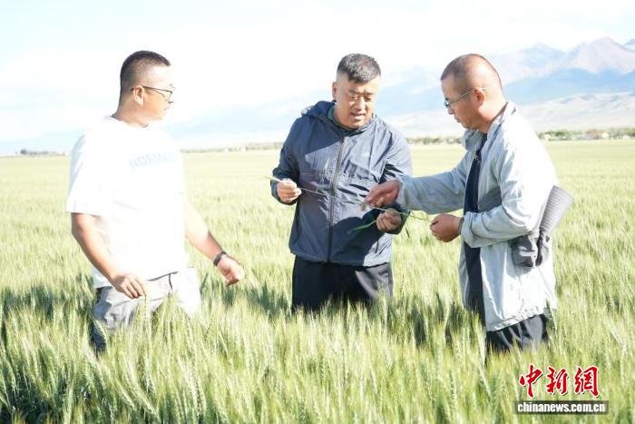 新疆兵团：粮棉“科创”结硕果