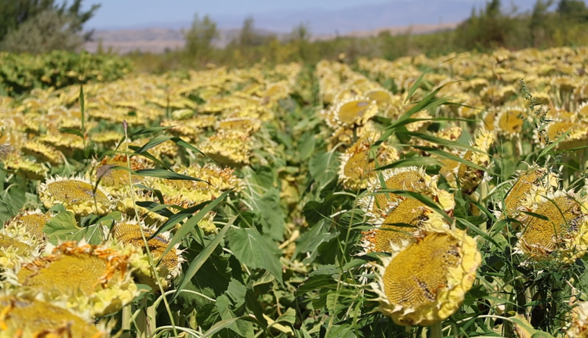 金秋时节丰收忙 万亩食葵喜丰收
