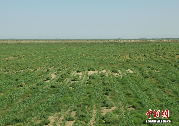 新疆兵团：沙漠边缘种起生态“金矿”