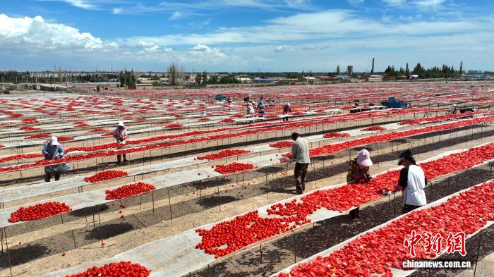 新疆戈壁滩上番茄晾晒忙 新疆戈壁滩上番茄晾晒忙