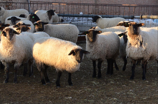 军垦肉羊外形特征。