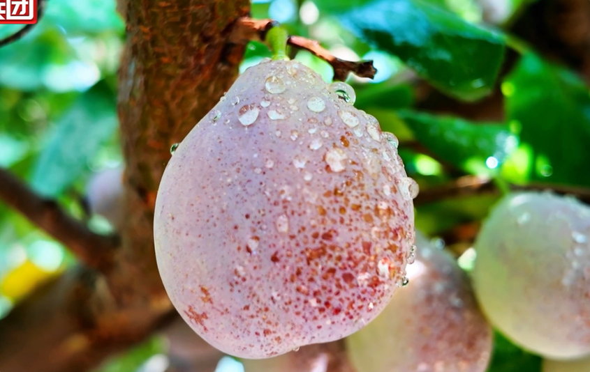 第一师六团西梅进入采摘期 第一师六团西梅进入采摘期