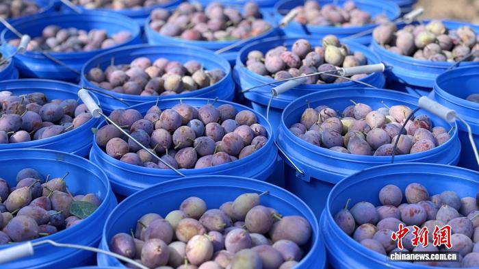 新疆兵团：西梅进入采摘期 冷链保鲜铺就致富路