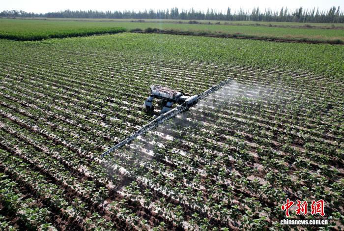 新疆兵团：新型机器人进田间 科技赋能农业发展