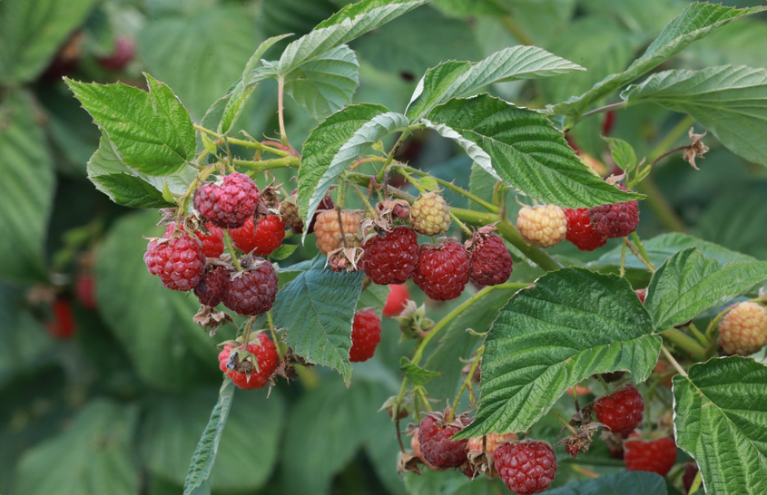 一六八团：树莓“红”枝头，果农采收忙