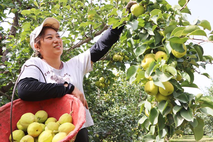 新疆铁门关：香梨成熟采收忙