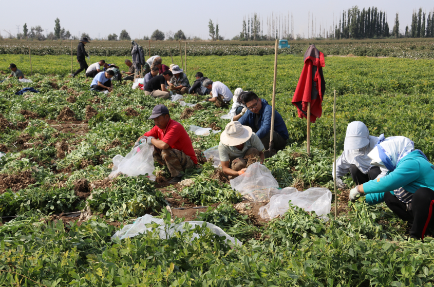 亩产723.86公斤！一四九团花生高产万亩示范片单产再创新高