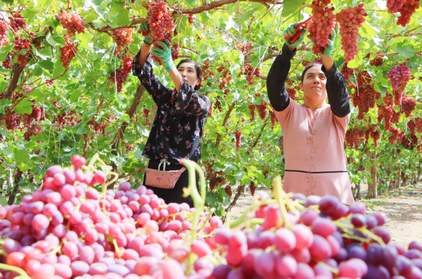 万亩葡萄成熟上市“丰”景好 万亩葡萄成熟上市“丰”景好