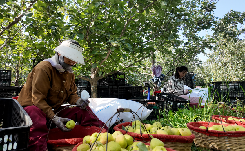 六团香梨喜获丰收：特色林果赋能乡村振兴 职工增收路越走越宽