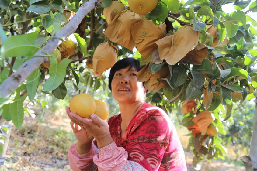 十四团：百亩秋月梨喜迎丰收，金色果园绘就丰收图