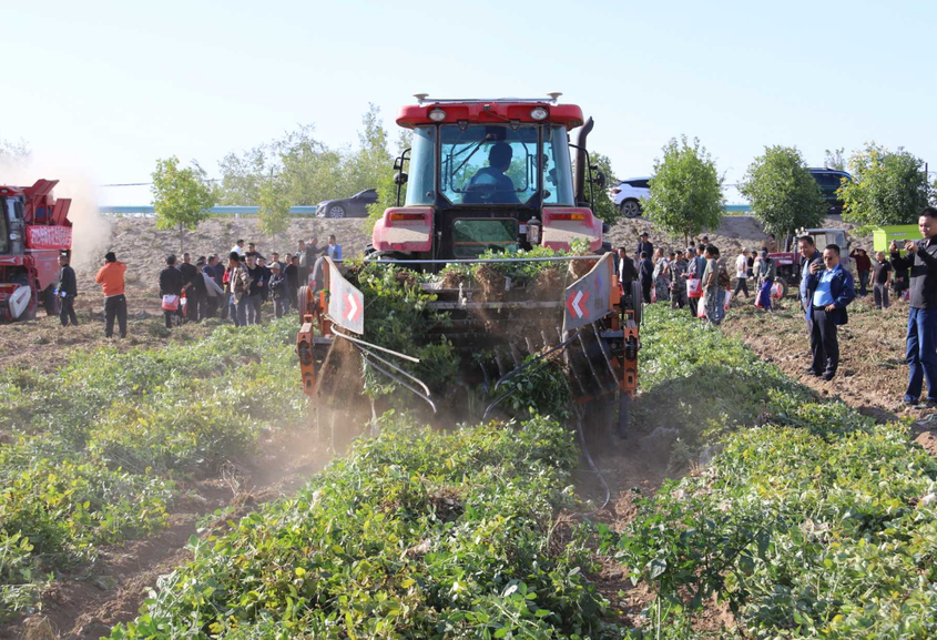 八师花生收获培训会在一四九团成功举办 机械化助力丰产增收