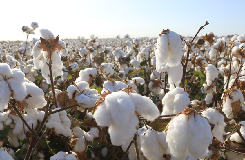 第八师一四九团17.2万亩棉花开机采收