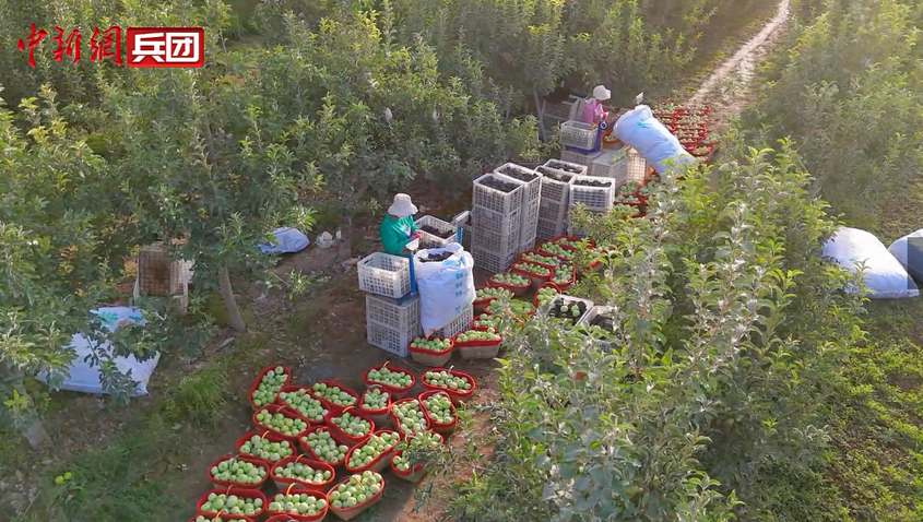 镜头下的六团：从田间到地头，每颗作物都藏着丰收的甜