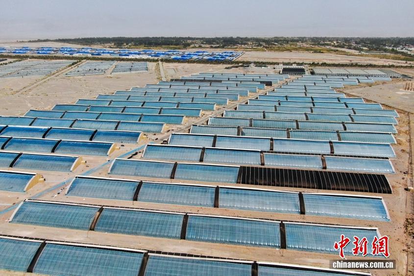 新疆柯坪：戈壁荒滩上长出“菜篮子”