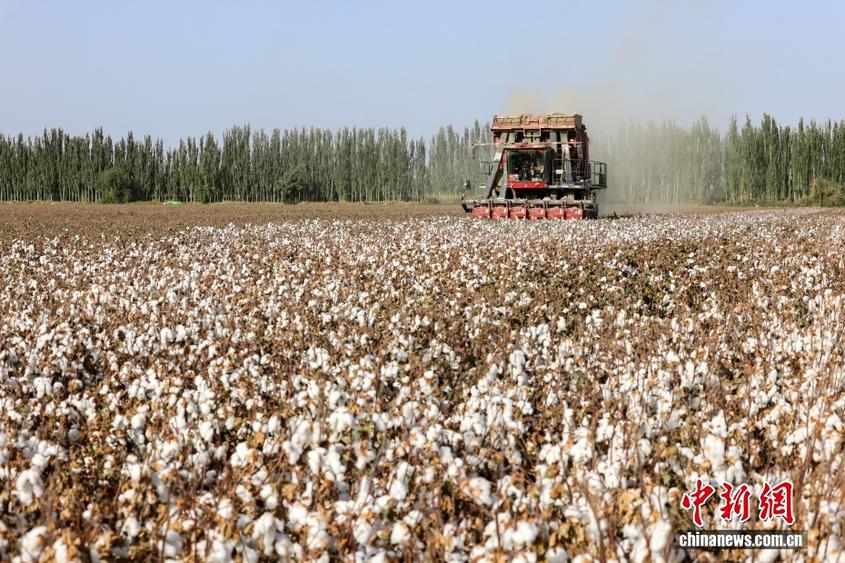 新疆阿克苏：长绒棉采收季