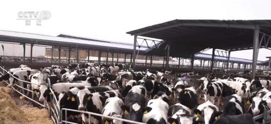 　　眼下，当地的4.1万头母牛已产犊近两万头，成活率达到95%以上，预计到3月底前基本完成春季产犊。